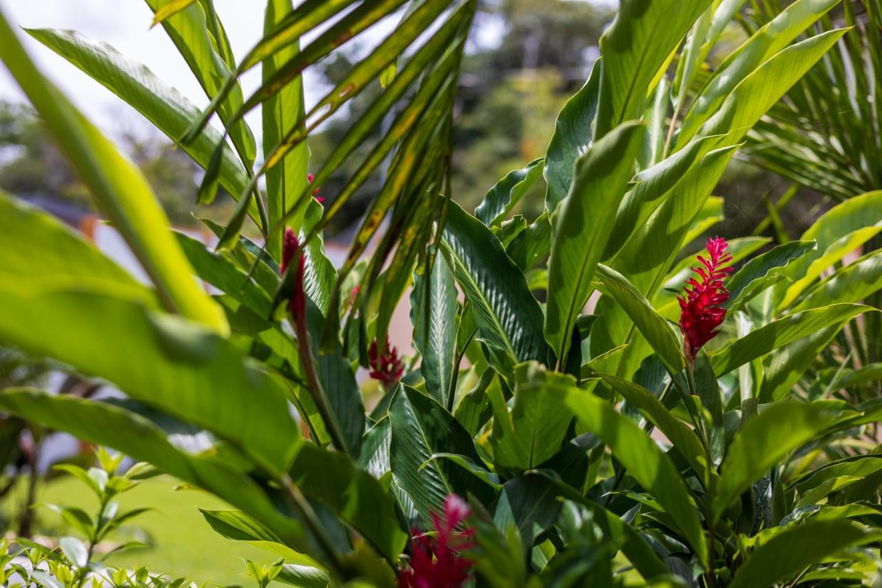 Shalom Chamo Villas Uvita Exteriér fotografie